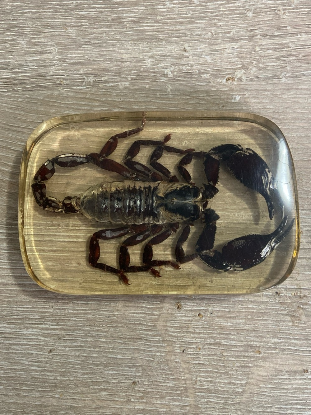 Vintage Taxidermy Preserved Scorpion Specimen in Clear Resin